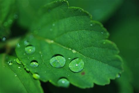 Leaf Droplet Water Dew Drops Nature Green Clean Public Domain
