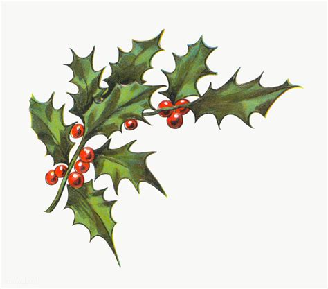 Festive Holly Leaves Transparent Png Premium Image By