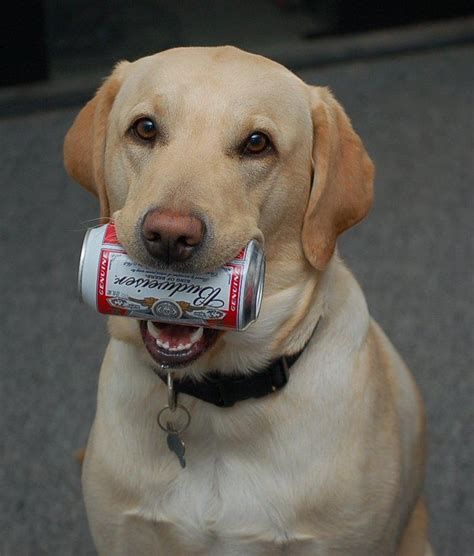 227 Best Pets A Cold Beer On Friday Night Images On Pinterest