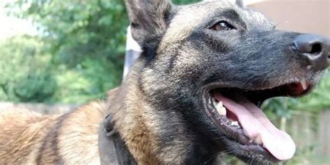Dog Calls Police On Itself After Stealing Owners Phone The Dodo