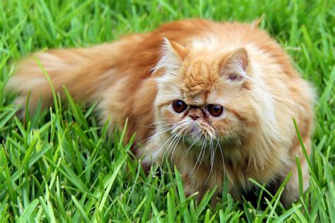 We did not find results for: Ginger an orange persian cat | Cinderellas cats | Pinterest
