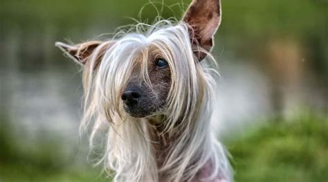 Chinese Crested Breed Information Facts Traits And More Love Your Dog