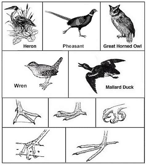 10 Bird Beak Activity Worksheet