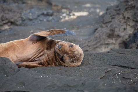 Photography Of A Baby Sea Lion In The Galápagos Islands Ecuador Baby