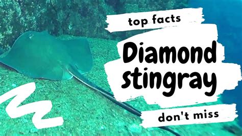 Diamond Stingray Facts 🐠 Found In Coastal Waters Of Eastern Pacific