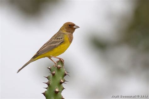 Red Headed Bunting Emberiza Bruniceps Bunting Birds Red