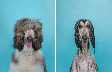 Dry Dog Wet Dog Photographer Shoots Dogs Before And After Bath Time