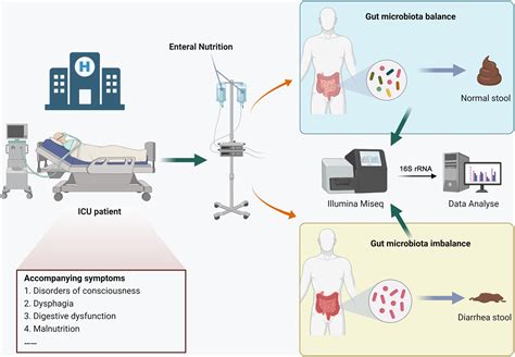 Frontiers Gut Microbiome Alterations In Icu Patients With Enteral