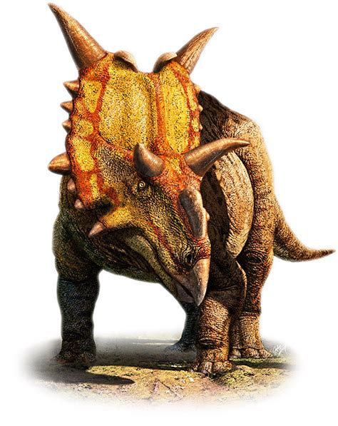 Real Triceratops Dinosaur