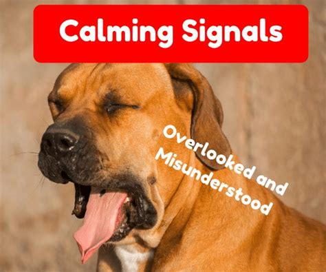 Calming Signals In Dogs Spiritdog Training