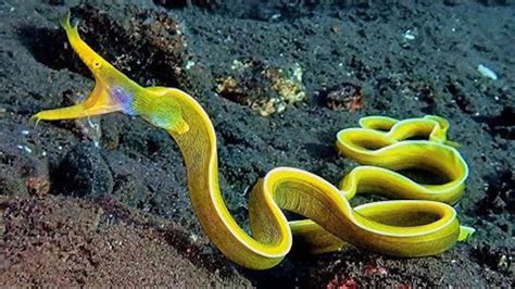 10 Amazing Sea Creatures Youve Never Seen Before Youtube