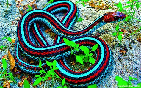 Pin By Lisa Weaving On Snakes Colorful Animals Beautiful Snakes