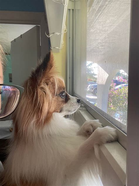 Waiting For My Dad To Come Home Rpapillon