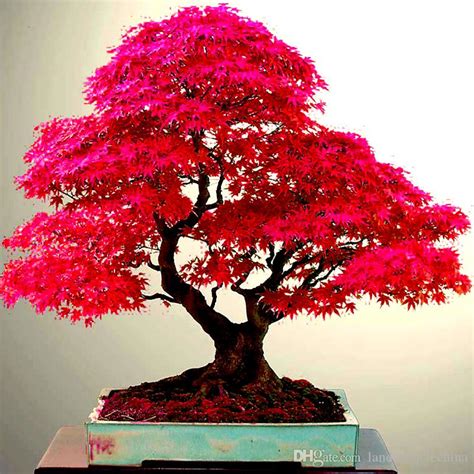 2019 Real Japanese Ghost Red Maple Tree Bonsai Seeds Acer Palmatum