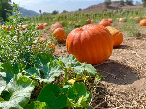 Oct 7 Fall Harvest Fest Pumpkin Patch And Corn Labyrinth 2023