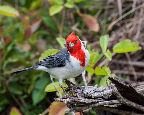 Red Crested Cardinal Paroaria Coronata All About Birds