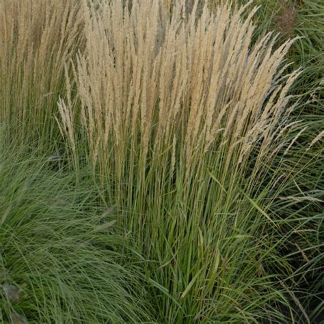 Calamagrostis Karl Foerster Buy Feather Reed Grass Perennials Online
