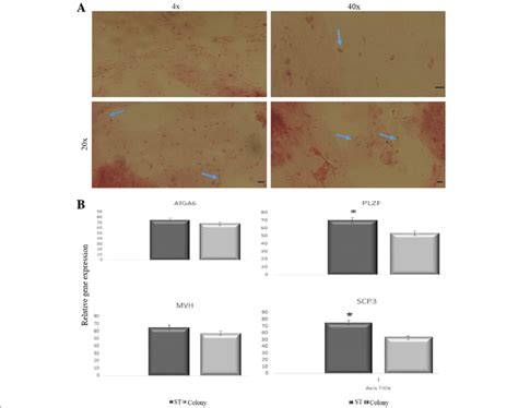 A Histological Appearance Of Frozen Longitudinal Section Of Download Scientific Diagram