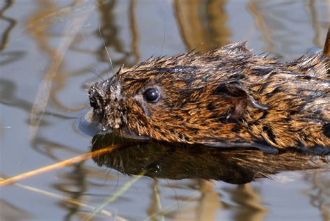 The Water Vole Sheffield And Rotherham Wildlife Trust