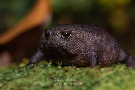 The African Rain Frog The Grumpiest Frogs In The World