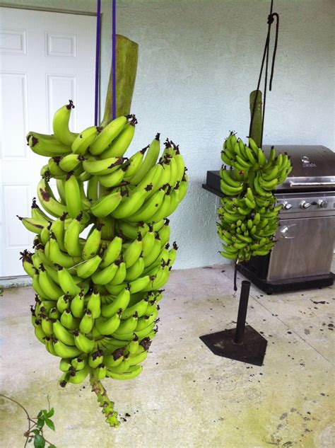 Bananas So Easy To Grow Banana Fruit Backyard