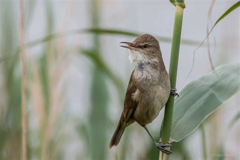 Clamorous Reed Warbler Acrocephalus Stentoreus Clamorous Flickr