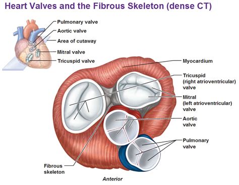 Function Of The Atrioventricular And Semilunar Valves