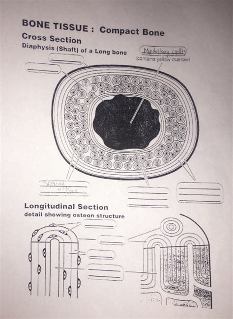 Two types of bone tissues in cross section of a long bone : Solved: BONE TISSUE: Compact Bone Cross Section Diaphysis ... | Chegg.com