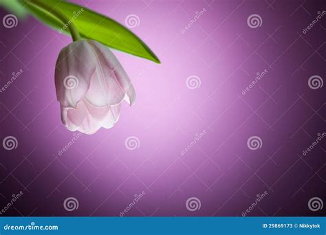 Tulip Flower On Purple Background Stock Image Image Of Bloom