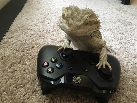 Lizard Gamer 👏somebody Give Him A Youtube Channel 👏