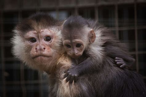 Adorable Capuchin Monkey Born At Uk Zoo — See Photos