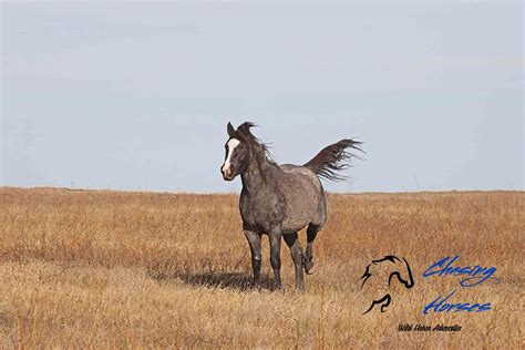 The History Of The Trnp Wild Horses Chwha