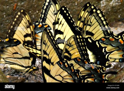 Un Resumen Reuni N De Mariposas Tiger Swallowtails Fotograf A De Stock