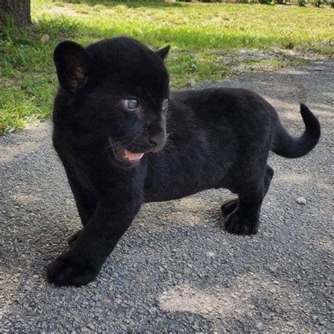 Baby Black Panther Aww