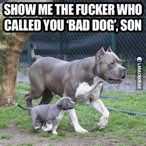 Funny Quotes About My Pitbull Quotesgram