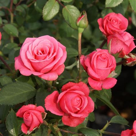 Bella Rosa Ludwigs Roses