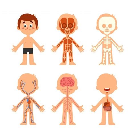 Cartoon Boy Body Anatomy Body Anatomy Cartoon Boy Human Body Activities