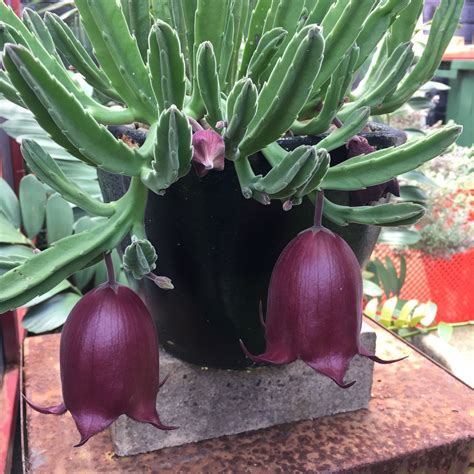 Unusual Succulent Flower Spotted At A Sydney Cafe Cacti And
