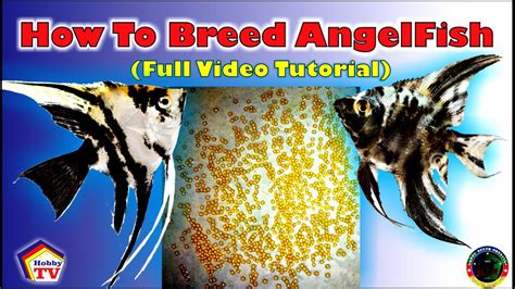 How To Breed Angelfish Successfully Youtube