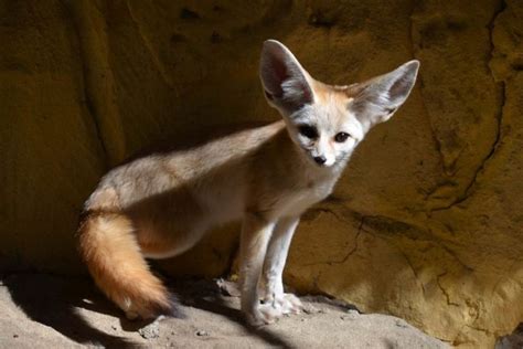 Fennec Fox Facts Pictures And Information African Desert Fox