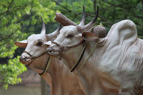 Brahma Cattle Sculptures Bulls Farming Animals Hump Horns View