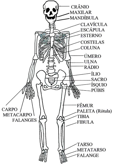 Ciências E Português O Esqueleto Humano