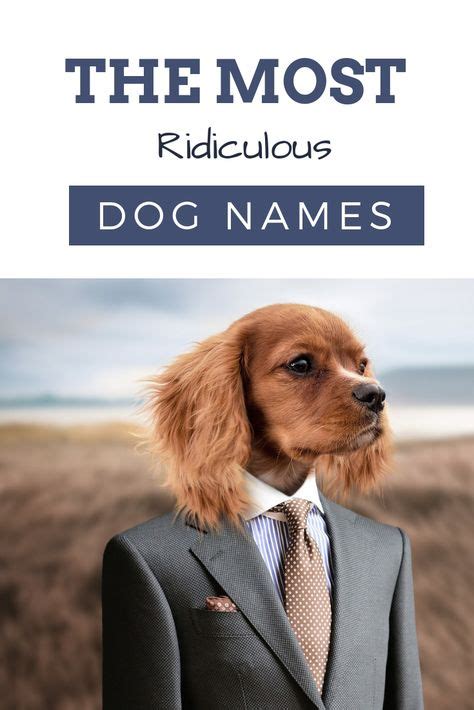 Hands Down The Most Ridiculous Dog Names You Can Find Funny Dog Names