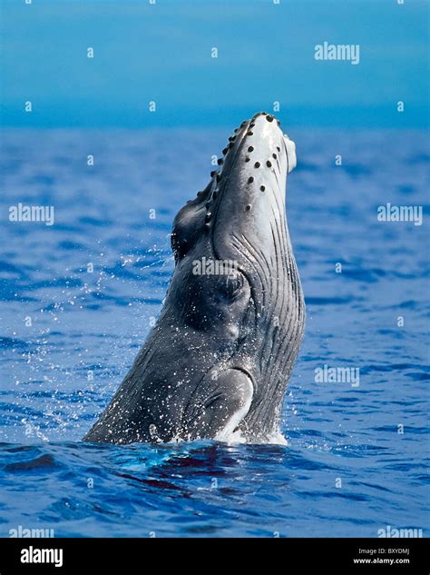 Breaching Humpback Whale Megaptera Novaeangliae Hawaii Usa Stock
