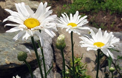 Shasta Daisy Chrysanthemum Maximum Organic Heirloom Seeds