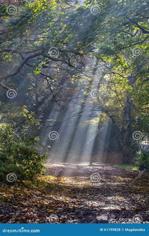 Morning Sun Rays Shining In The Autumn Forest Stock Photo Image Of