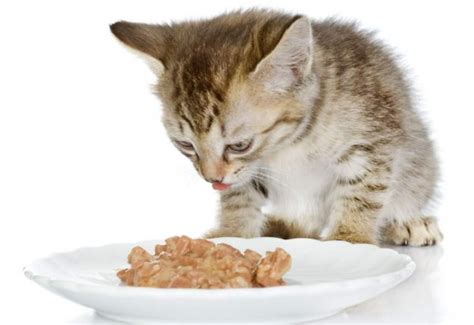 When Do Kittens Start Eating Food A Vet Explains