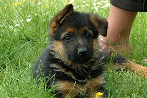 Dec 25 german shepherds originated in germany and were first intended as working dogs so today they'll thrive when given a job. German Shepherd Puppies For Sale | Dog Bazar