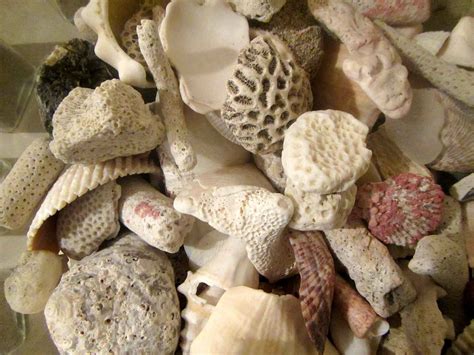 Why I Love Islands Beachcombing Sand And Shell Collecting Tropical