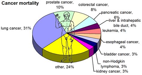 File Most Common Cancers Male By Mortality Png New World Encyclopedia